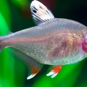 Ornatus White Fin Tetra – Peaceful Schooling Freshwater Aquarium Fish Med.