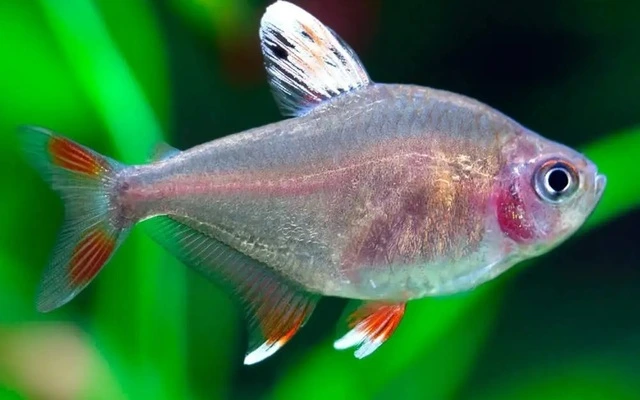 Ornatus White Fin Tetra – Peaceful Schooling Freshwater Aquarium Fish Med.