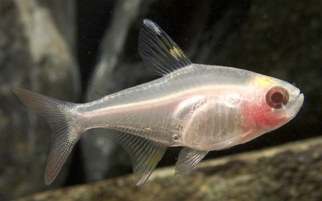 12 Albino Pristella Tetras - Stunning Freshwater Aquarium Live Fish Fast Ship