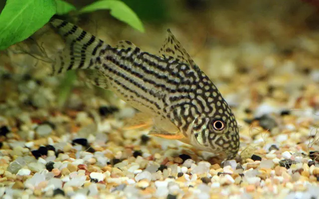 Sm -M Corydora Sterbai - Elegance in Every Movement! 🌿 Stunning Live Fish
