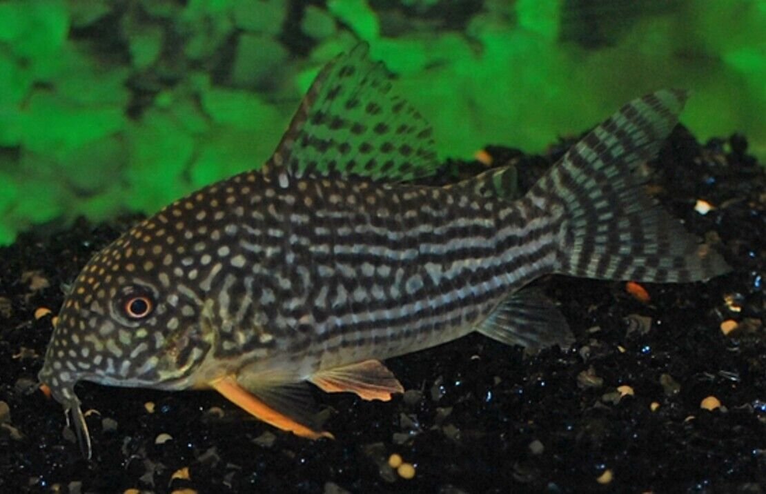 Sm -M Corydora Sterbai - Elegance in Every Movement! 🌿 Stunning Live Fish - Image 2