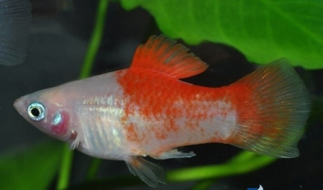 5X Red Top Platys - Stunning Freshwater Aquarium Platy Fish! FAST SHIP