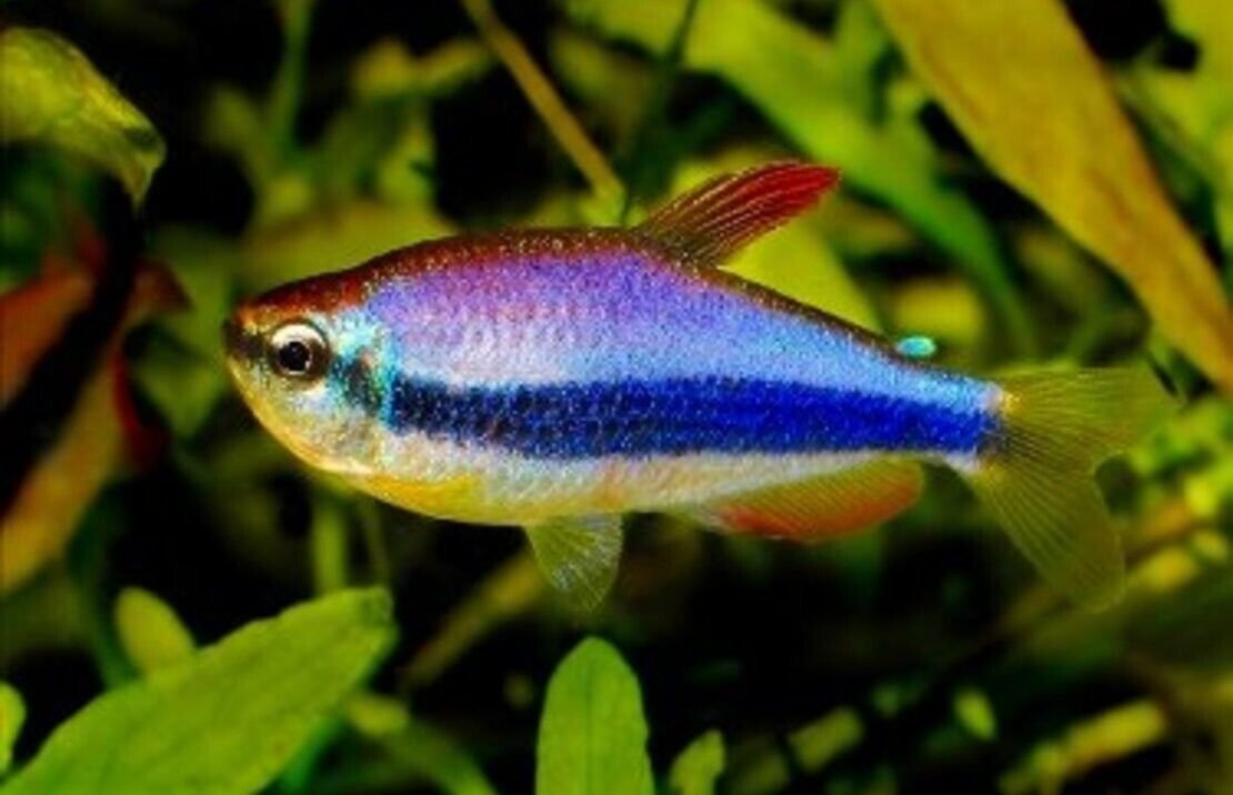 6x Royal Blue Kerri Emperor Tetra LIVE TROPICAL FISH FAST SHIP