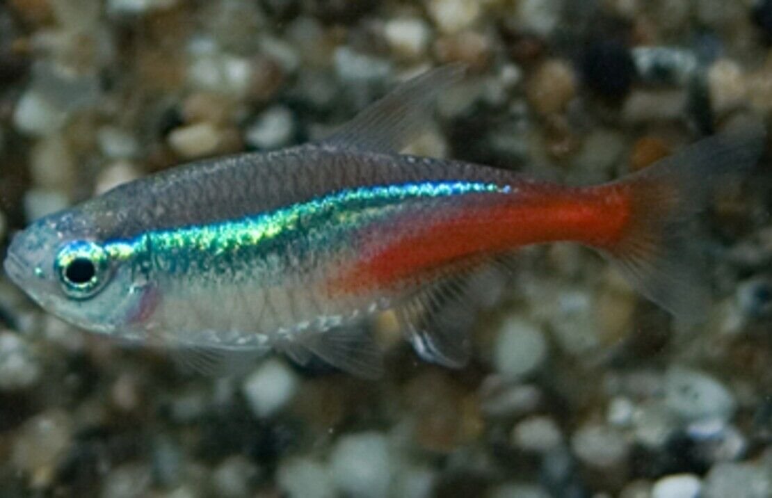 24 Neon Tetra (Med-Lrg size) Mesmerizing Vibrant