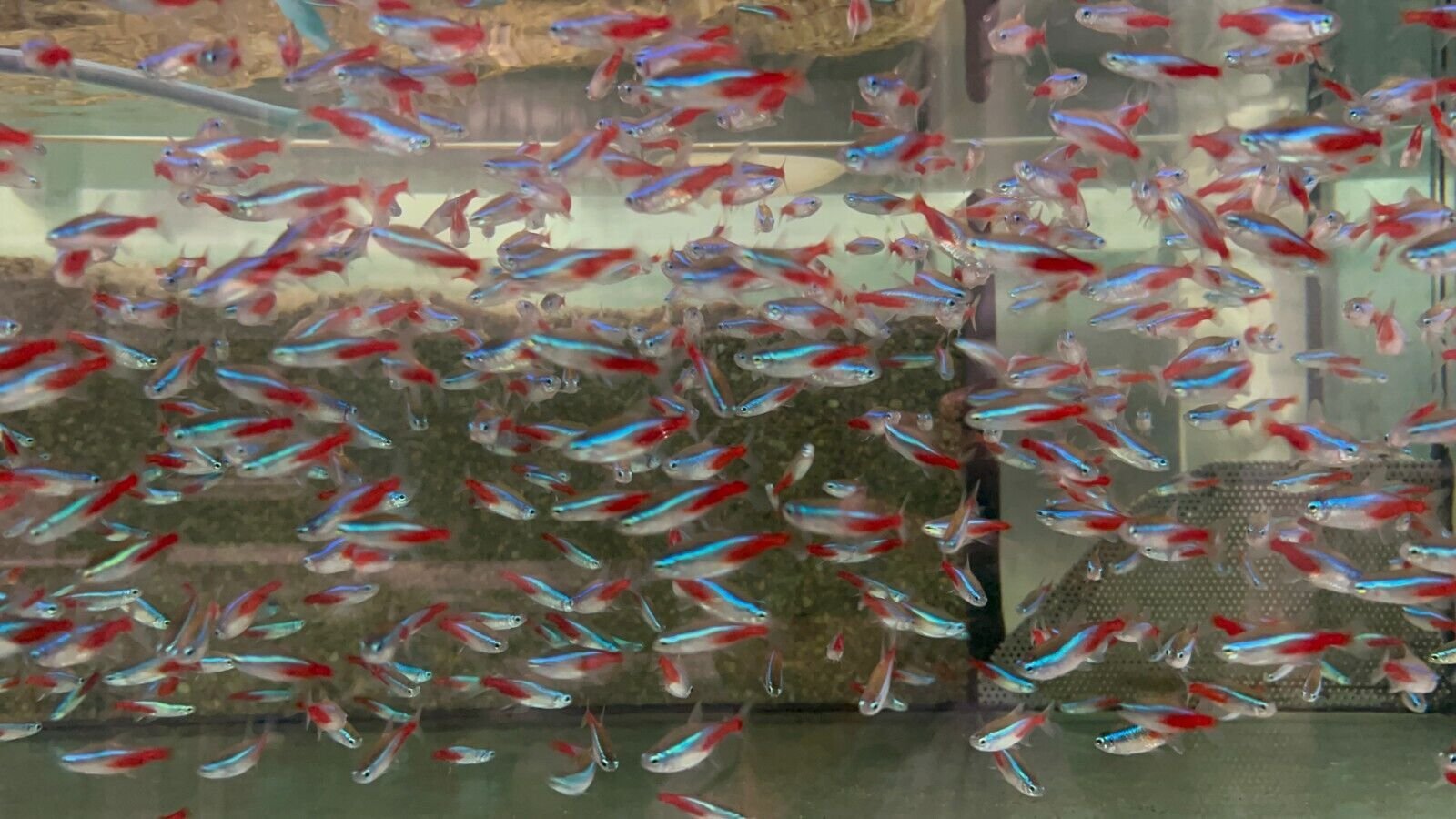 24 Neon Tetra (Med-Lrg size) Mesmerizing Vibrant - Image 2