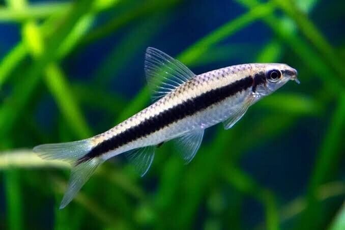 6x Siamese Algae Eaters! A must have for a clean tank! 🐠 FAST SHIP