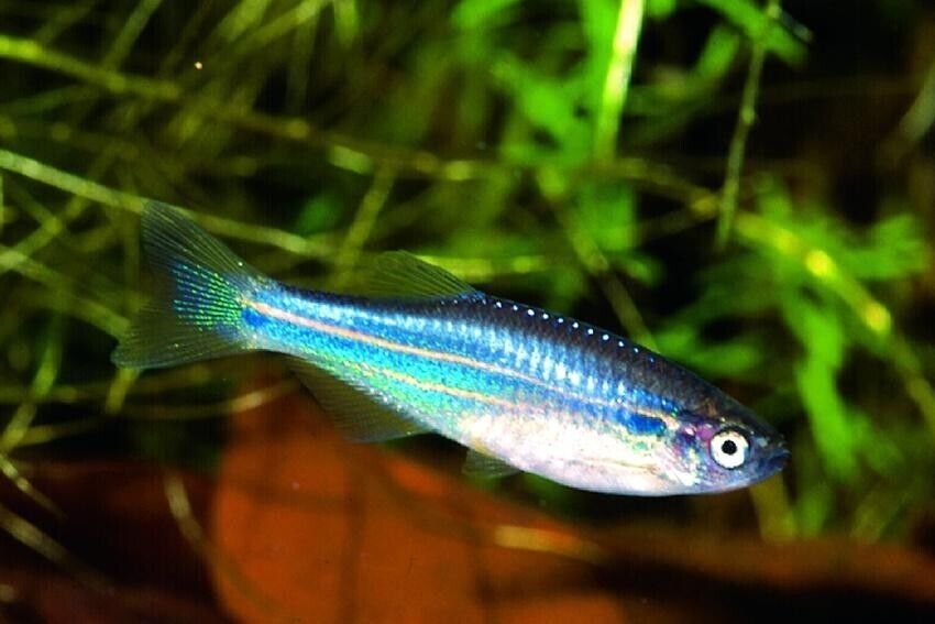 🐟12x Longfin Blue Danio - Elegance Unleashed! 🐟 FAST SHIP LIVE FISH