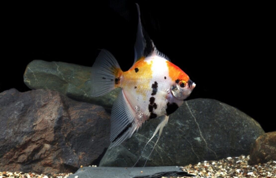3 Pack Koi Angel Medium Size Body Healthy Live Angel Fish tropical aquarium