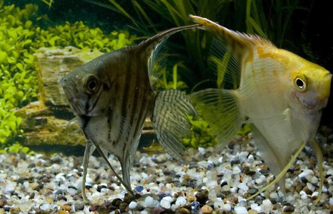 4 Pack Mixed Angels Random Selection Medium Size Live Fish tropical aquarium