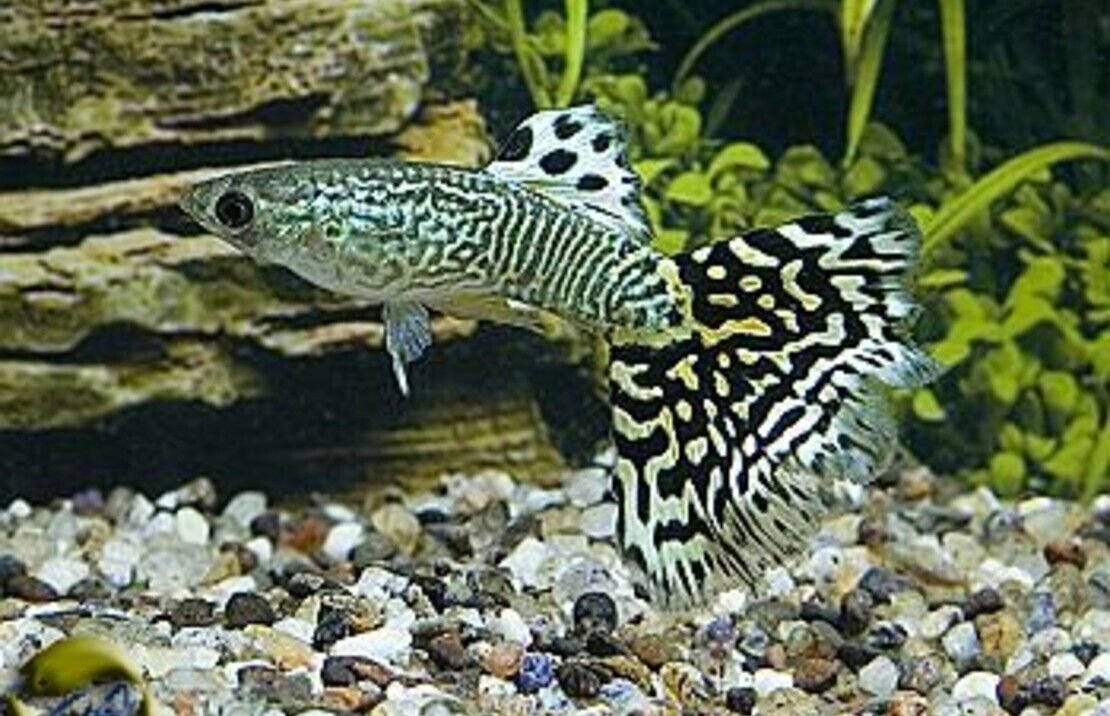 5 MALE Green Snakeskin Guppy Great quality Live Fish Nice and Healthy Fish