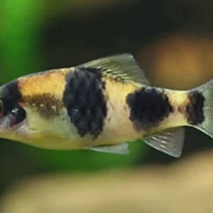 Indian Melon Barb – Active Peaceful Freshwater Schooling Fish