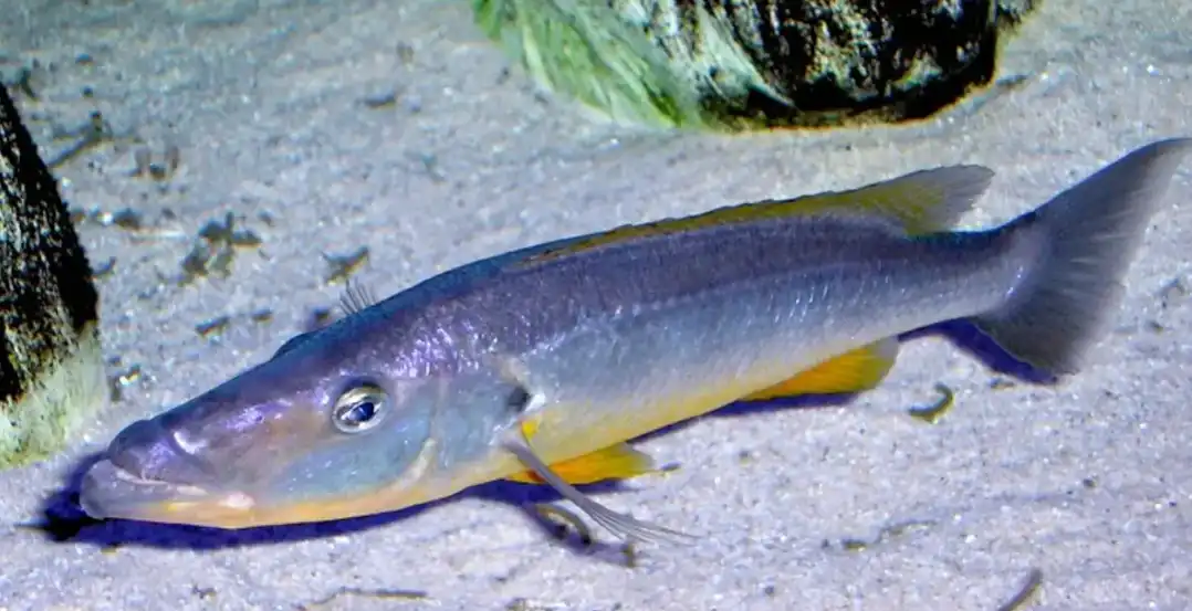Barracuda Cichlid 1.5" Rhamphochromis Ferox Predatory Lake Malawi Beauty