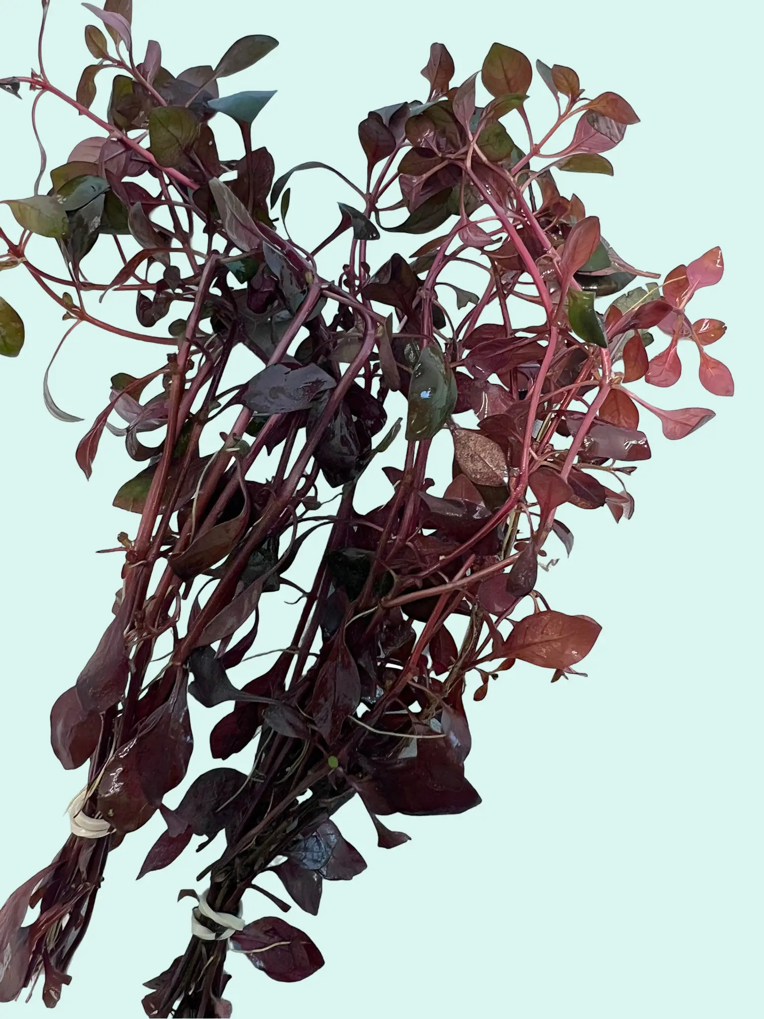 1 Bunch Ludwigia Super Red Aquatic Plant - Live Freshwater Aquarium Plant for Fish Tank Decoration