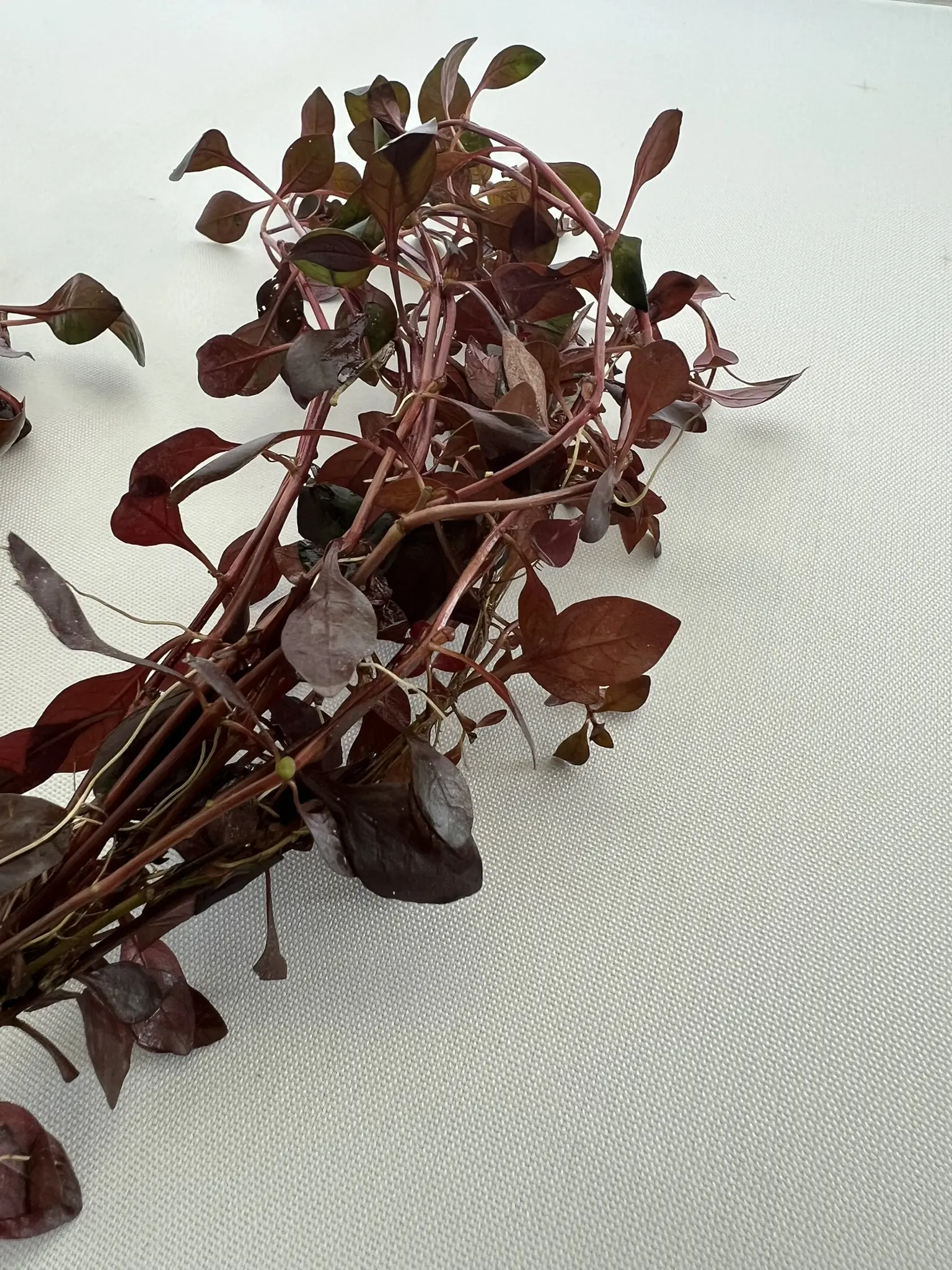 1 Bunch Ludwigia Super Red Aquatic Plant - Live Freshwater Aquarium Plant for Fish Tank Decoration - Image 2