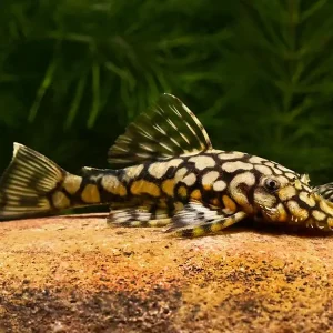 Honeycomb Bristlenose Pleco L519 – Freshwater Dwarf Pleco Live Fish